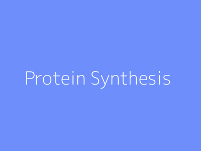 Protein Synthesis